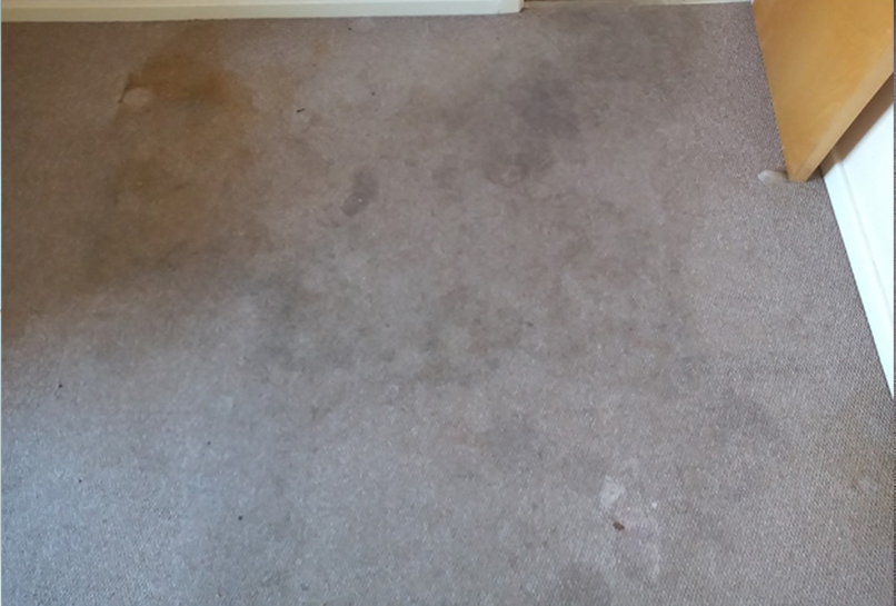 Before Carpet Deep clean