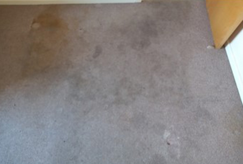 Before Carpet Deep clean