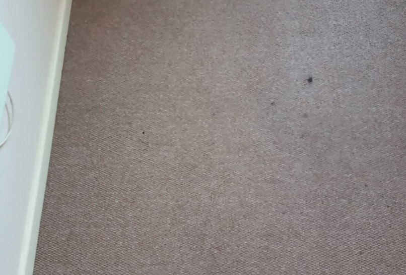 After Carpet Deep clean